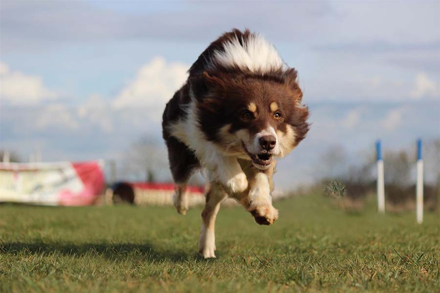 Running Dog