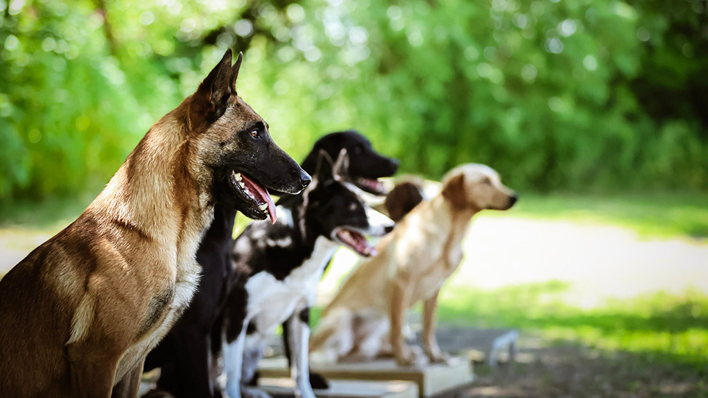 dogs